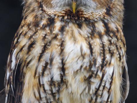 Owl Bird Watching Glance