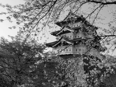 Pagoda Sakura Spring Black-and-white Aesthetics