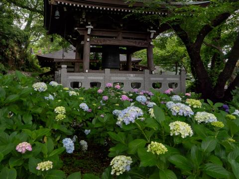 Pagoda Temple Hydrangea Flowers Japan