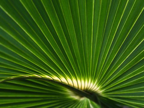 Palm-leaf Leaf Stripes Macro Green