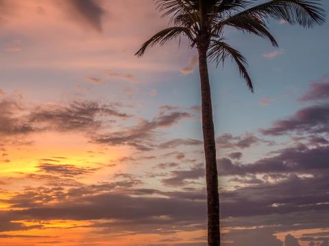 Palm-tree Beach Sea Sky Clouds Sunset