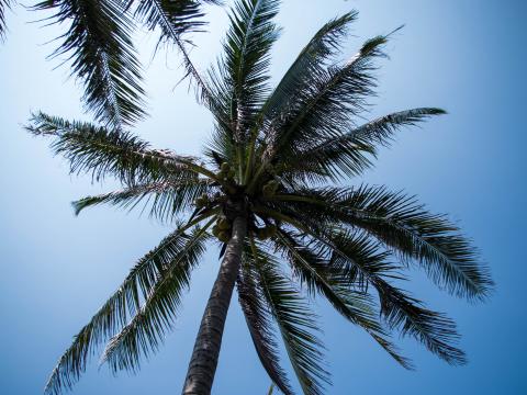 Palm-tree Tree Coconuts Sky Tropics