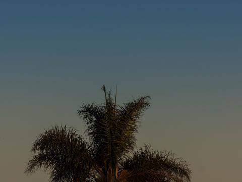 Palm-tree Tree Leaves Sky Twilight