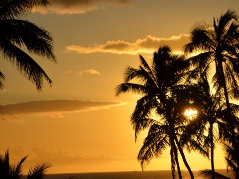 Palm-trees Ocean Sunset Dusk Dark