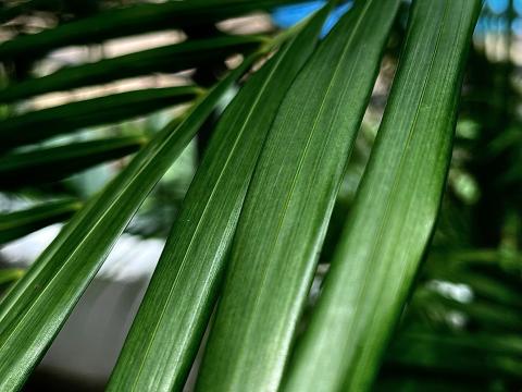 Palm Leaf Plant Macro Green