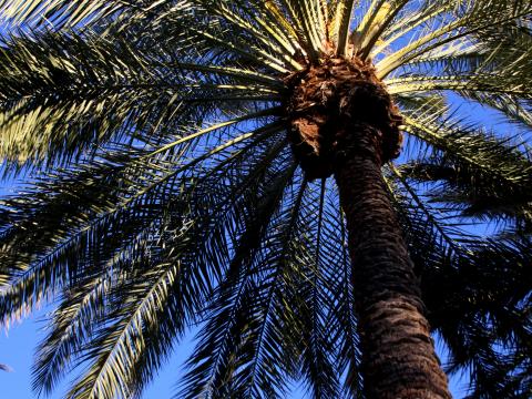 Palm Tree Leaves Bottom-view