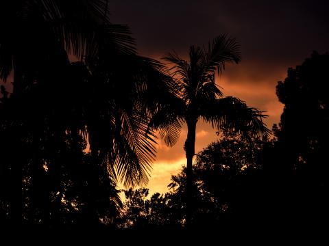 Palms Trees Silhouettes Sunset Dark