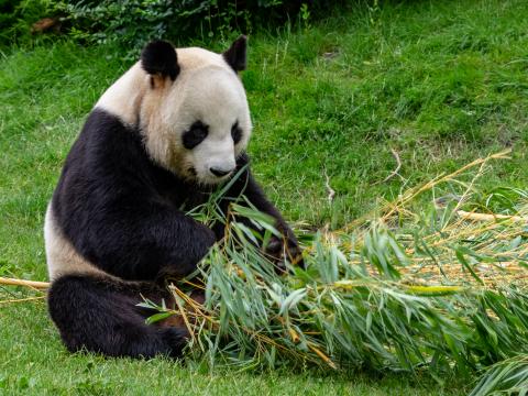 Panda Animal Bamboo Stem Leaves