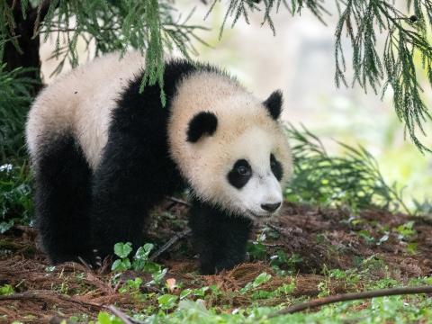 Panda Animal Furry Leaves Plants