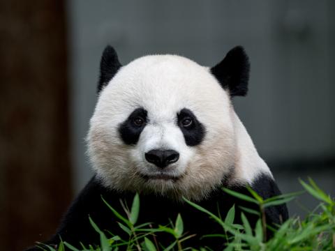 Panda Animal Glance