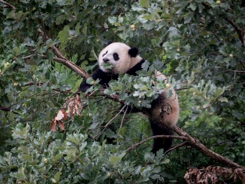 Panda Animal Tree Branches