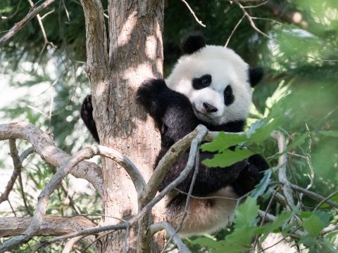 Panda Animal Tree Cute Cool