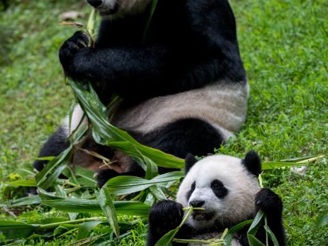 Pandas Animals Cub Family Leaves