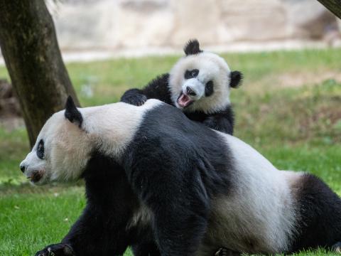 Pandas Animals Glance Fluffy Cub