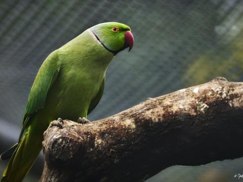 Parrot Bird Beak Green Branch