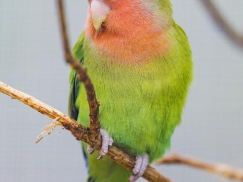 Parrot Bird Bright Branches