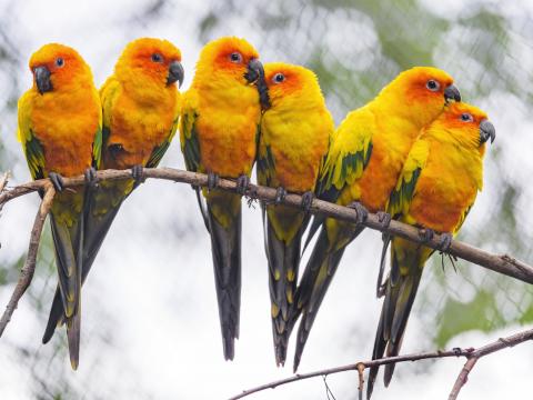 Parrots Birds Branch Bright