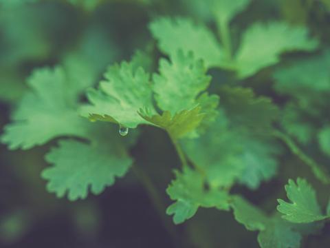 Parsley Plant Leaves Drop Macro Green