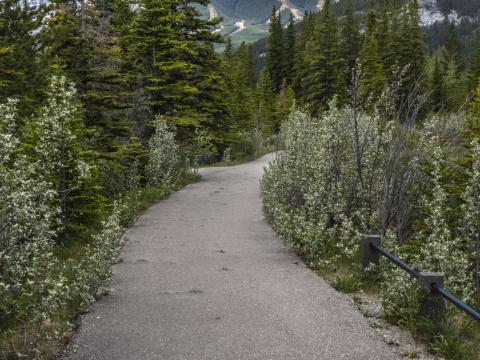 Path Forest Trees Mountains Landscape