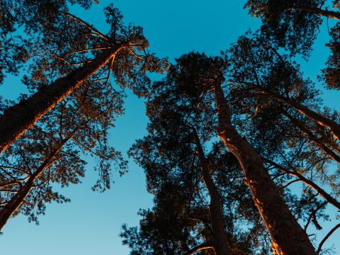 Pines Trees Sky