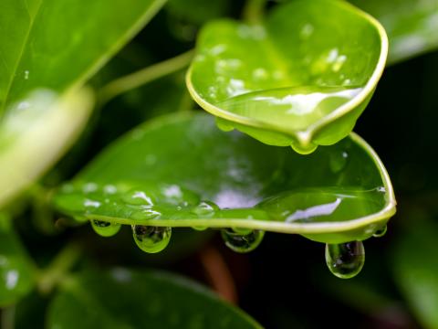 Plant Leaf Drops Wet Macro