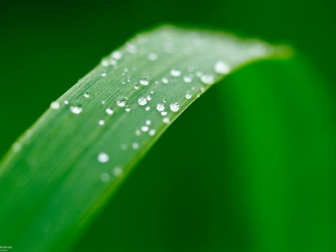 Plant Leaf Drops Wet Macro Green