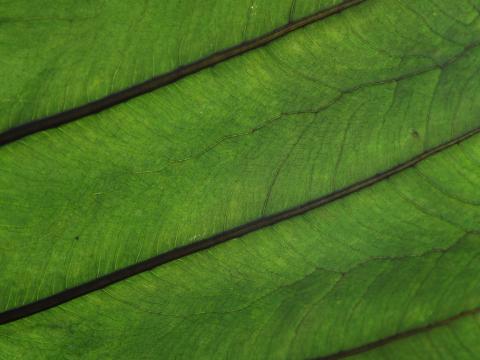 Plant Leaf Veins Green Macro