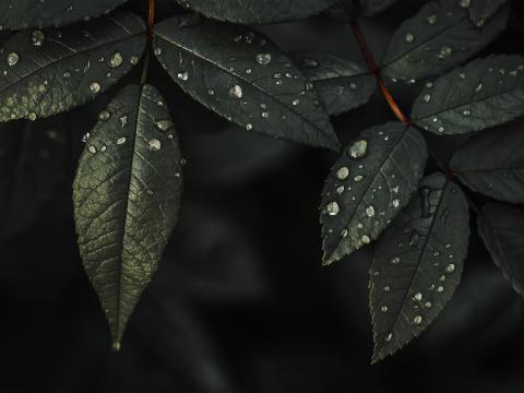 Plant Leaves Drops Water Macro Wet