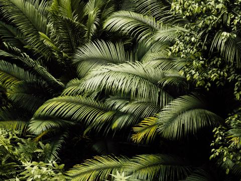 Plants Leaves Tropics Green