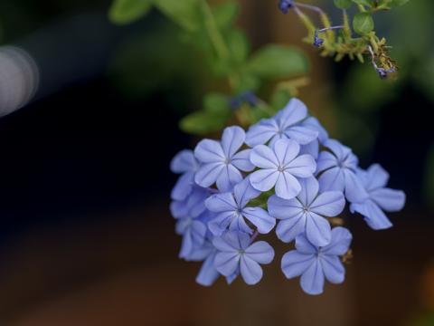 Plumbago Flowers Petals Blue Macro