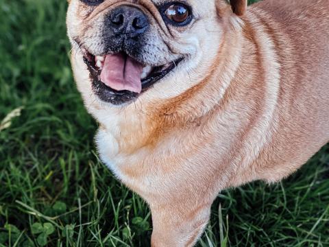 Pug Dog Glance Protruding-tongue