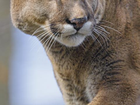 Puma Animal Glance Big-cat