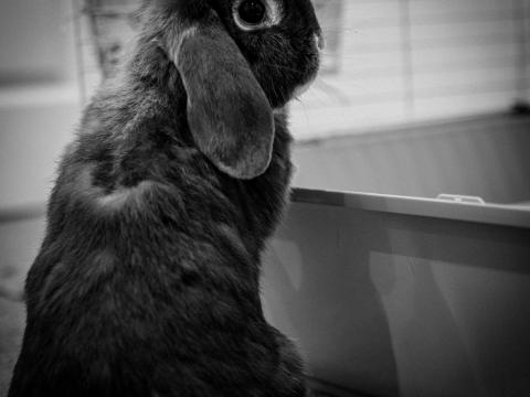 Rabbit Animal Cute Black-and-white