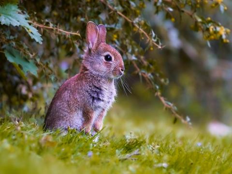 Rabbit Cub Animal Cute Wildlife