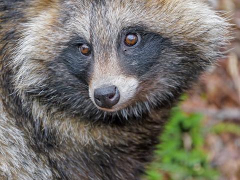 Raccoon Animal Glance Cute Wildlife