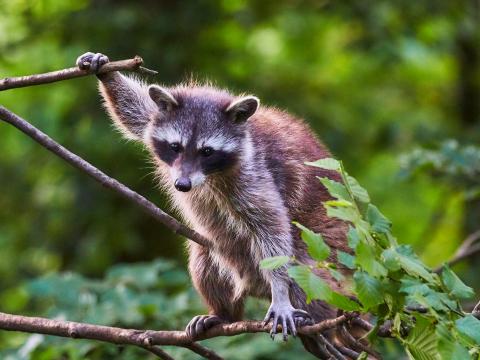 Raccoon Animal Tree Branches