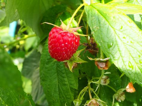Raspberry Berry Leaves Branch Macro