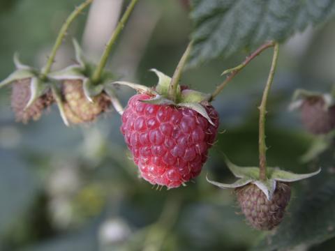 Raspberry Berry Plant Macro