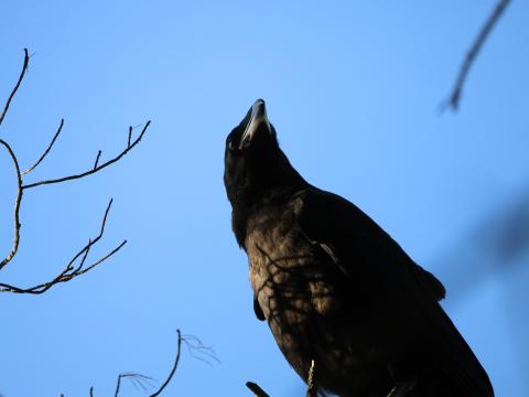 Raven Bird Branches Wildlife
