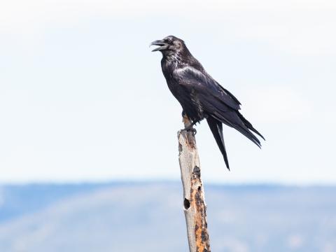 Raven Bird Watching Stick