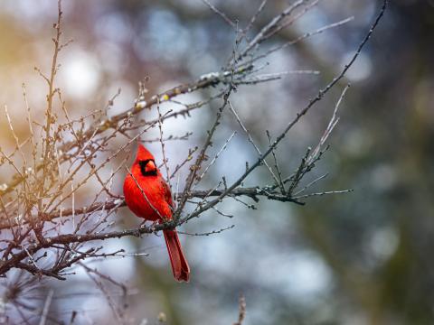 Red-cardinal Bird Branches Red