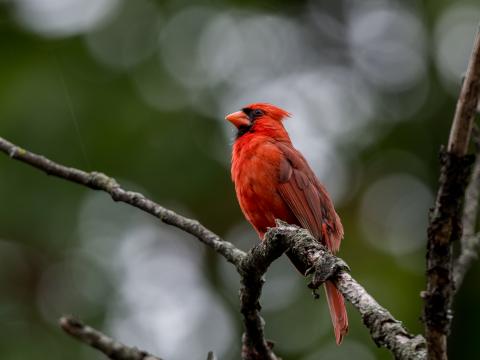 Red-cardinal Bird Branches Wildlife