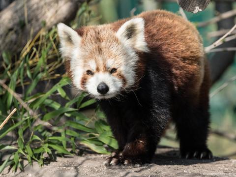 Red-panda Animal Glance