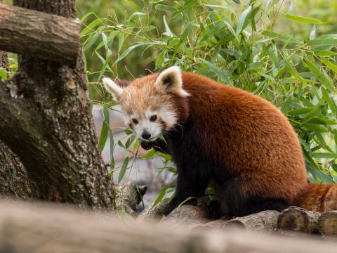 Red-panda Animal Leaves Furry