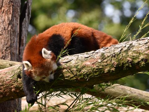 Red-panda Animal Tree Branches Wildlife