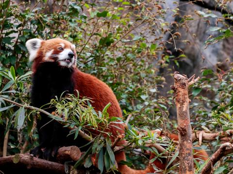 Red-panda Animal Tree Leaves