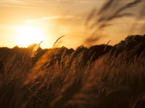 Reeds Ears Field Sunset Nature Landscape