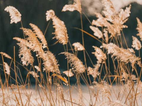 Reeds Grass Plant Nature