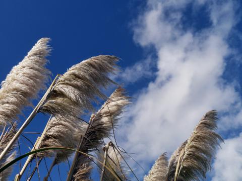 Reeds Plants Dry Sky Clouds