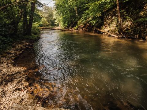 River Forest Trees Nature Landscape